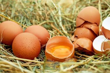 太田光代のヨーロッパの習慣で卵を投げる意味とは？良い意味？悪い意味？